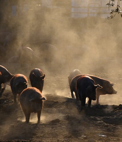 Visita a la dehesa del cerdo ibérico