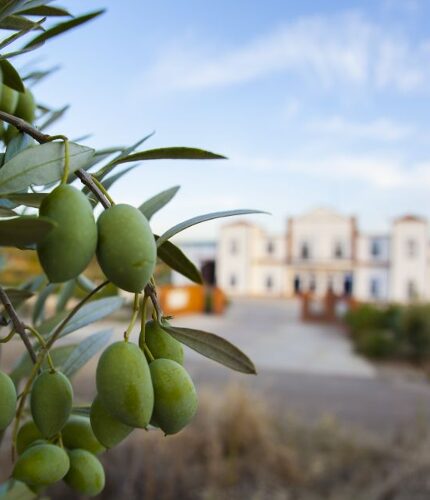 Visita a almazara desde Jaén